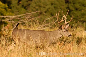 Mule deer, Yosemite Valley, Odocoileus hemionus, Yosemite National Park, California