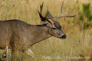 Mule deer, Yosemite Valley, Odocoileus hemionus, Yosemite National Park, California