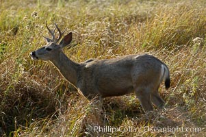 Mule deer, Yosemite Valley, Odocoileus hemionus, Yosemite National Park, California