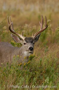 Mule deer, Yosemite Valley, Odocoileus hemionus, Yosemite National Park, California