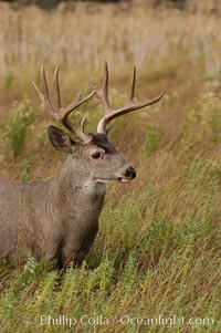 Mule deer, Yosemite Valley, Odocoileus hemionus, Yosemite National Park, California