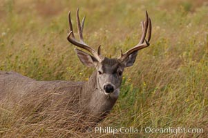 Mule deer, Yosemite Valley, Odocoileus hemionus, Yosemite National Park, California