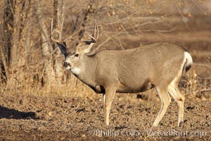 Mule deer, male with antlers, Odocoileus hemionus, Bosque del Apache National Wildlife Refuge, Socorro, New Mexico