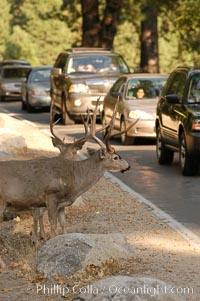 Mule deer pause beside traffic in Yosemite Valley, Odocoileus hemionus, Yosemite National Park, California