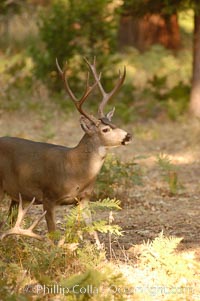 Mule deer, Yosemite Valley, Odocoileus hemionus, Yosemite National Park, California