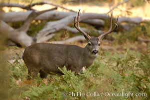 Mule deer, Yosemite Valley, Odocoileus hemionus, Yosemite National Park, California