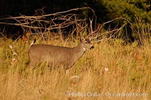 Mule deer, Yosemite Valley, Odocoileus hemionus, Yosemite National Park, California