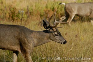 Mule deer, Yosemite Valley, Odocoileus hemionus, Yosemite National Park, California