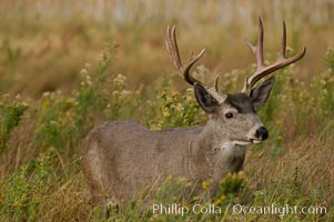 Mule deer, Yosemite Valley, Odocoileus hemionus, Yosemite National Park, California