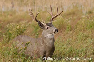 Mule deer, Yosemite Valley, Odocoileus hemionus, Yosemite National Park, California