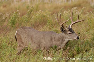 Mule deer, Yosemite Valley, Odocoileus hemionus, Yosemite National Park, California