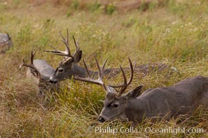 Mule deer, Yosemite Valley, Odocoileus hemionus, Yosemite National Park, California