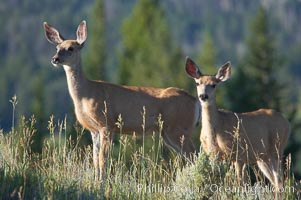 Black-tail deer (mule deer), Odocoileus hemionus, Lamar Valley, Yellowstone National Park, Wyoming