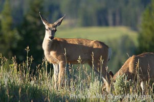 Black-tail deer (mule deer), Odocoileus hemionus, Lamar Valley, Yellowstone National Park, Wyoming