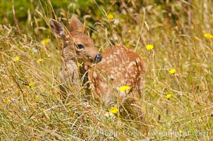 Black-tail deer fawn (mule deer), summer, Odocoileus hemionus, Lake Crescent, Olympic National Park, Washington