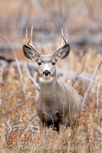 Mule deer in tall grass, fall, autumn, Odocoileus hemionus, Yellowstone National Park, Wyoming