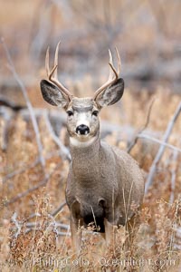 Mule deer in tall grass, fall, autumn.