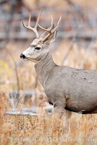 Mule deer in tall grass, fall, autumn, Odocoileus hemionus, Yellowstone National Park, Wyoming