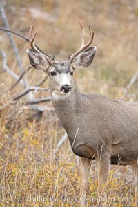 Mule deer in tall grass, fall, autumn, Odocoileus hemionus, Yellowstone National Park, Wyoming