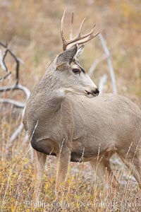 Mule deer in tall grass, fall, autumn, Odocoileus hemionus, Yellowstone National Park, Wyoming