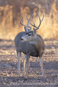 Mule deer, male with antlers, Odocoileus hemionus, Bosque del Apache National Wildlife Refuge, Socorro, New Mexico