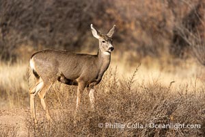 Mule Deer, Odocoileus hemionus, Bosque del Apache NWR, Odocoileus hemionus, Bosque del Apache National Wildlife Refuge, Socorro, New Mexico