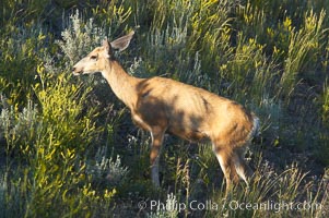 Black-tail deer (mule deer), Odocoileus hemionus, Lamar Valley, Yellowstone National Park, Wyoming