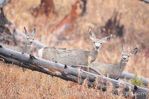 Mule deer in tall grass, fall, autumn, Odocoileus hemionus, Yellowstone National Park, Wyoming