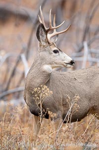 Mule deer in tall grass, fall, autumn, Odocoileus hemionus, Yellowstone National Park, Wyoming