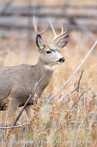 Mule deer in tall grass, fall, autumn, Odocoileus hemionus, Yellowstone National Park, Wyoming