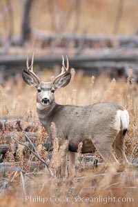 Mule deer in tall grass, fall, autumn, Odocoileus hemionus, Yellowstone National Park, Wyoming