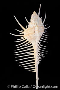 Venus comb murex.  Scientists speculate that the distinctively long and narrow spines are a protection against fish and other mollusks and prevent the mollusk from sinking into the soft, sandy mud where it is commonly found, Murex pecten