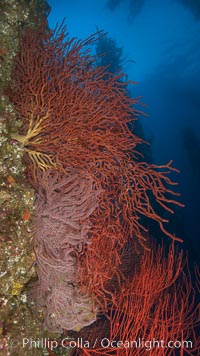 Brown gorgonians on rocky reef, below kelp forest, underwater.  Gorgonians are filter-feeding temperate colonial species that live on the rocky bottom at depths between 50 to 200 feet deep.  Each individual polyp is a distinct animal, together they secrete calcium that forms the structure of the colony. Gorgonians are oriented at right angles to prevailing water currents to capture plankton drifting by, Muricea fruticosa, San Clemente Island