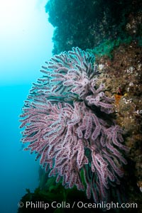 Brown gorgonians on rocky reef, below kelp forest, underwater.  Gorgonians are filter-feeding temperate colonial species that live on the rocky bottom at depths between 50 to 200 feet deep.  Each individual polyp is a distinct animal, together they secrete calcium that forms the structure of the colony. Gorgonians are oriented at right angles to prevailing water currents to capture plankton drifting by, Muricea fruticosa, San Clemente Island