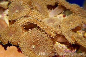 Mushroom leather coral.  These corals rise from the reef on stalks and spread out in mushroom-like forms, forming dense colonies., Sarcophyton, natural history stock photograph, photo id 14705