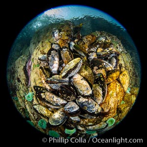 Mussels gather on a rocky reef, filtering nutrients from passing ocean currents. Browning Pass, Vancouver Island