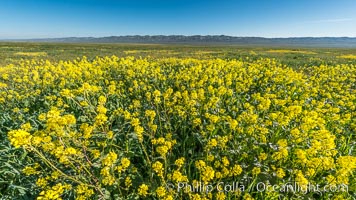 Mustard and other Wildflowers bloom across Carrizo Plains National Monument, during the 2017 Superbloom, Carrizo Plain National Monument, California