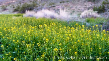 Mustard in bloom during the 2017 Superbloom, Anza Borrego