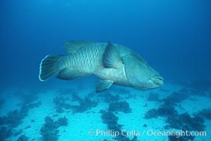 Napolean wrasse, Cheilinus undulatus, Egyptian Red Sea