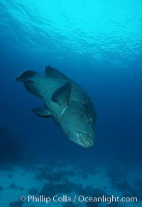 Napolean wrasse, Cheilinus undulatus, Egyptian Red Sea