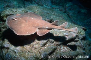 Lesser electric ray, Narcine entemedor, Socorro Island (Islas Revillagigedos)