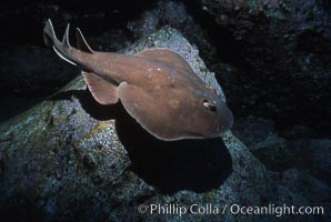 Lesser electric ray, Narcine entemedor, Socorro Island (Islas Revillagigedos)