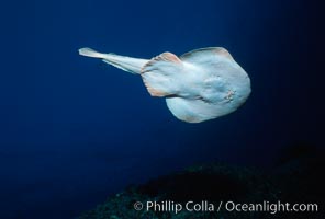 Lesser electric ray, Narcine entemedor, Socorro Island (Islas Revillagigedos)