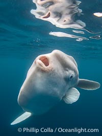 Narcissis the Ocean Sunfish was So Handsome He Fell in Love with his Own Reflection, in the Open Ocean near San Diego, Mola mola