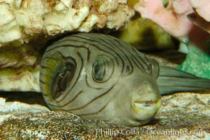 A striped puffer rests under a coral ledge, Arothron manilensis