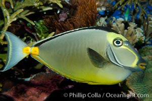 Orangespine unicornfish, Naso lituratus