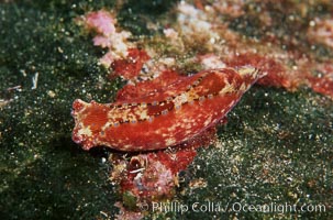 Navanax nudibranch, Islas San Benito, Navanax aenigmaticus, San Benito Islands (Islas San Benito)