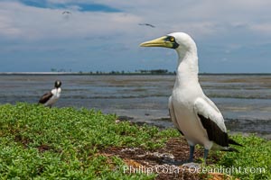 Nazca Booby, Clipperton Island