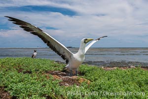 Nazca Booby, Clipperton Island