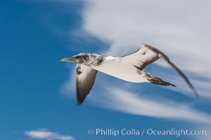 Nazca Booby, Clipperton Island